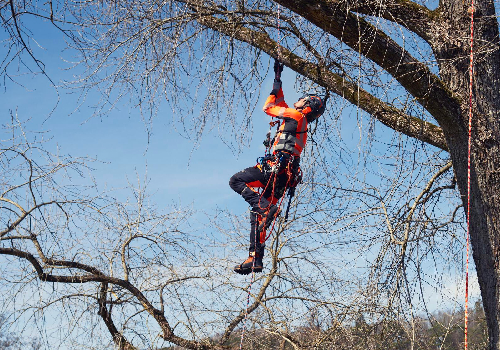 Arborista
